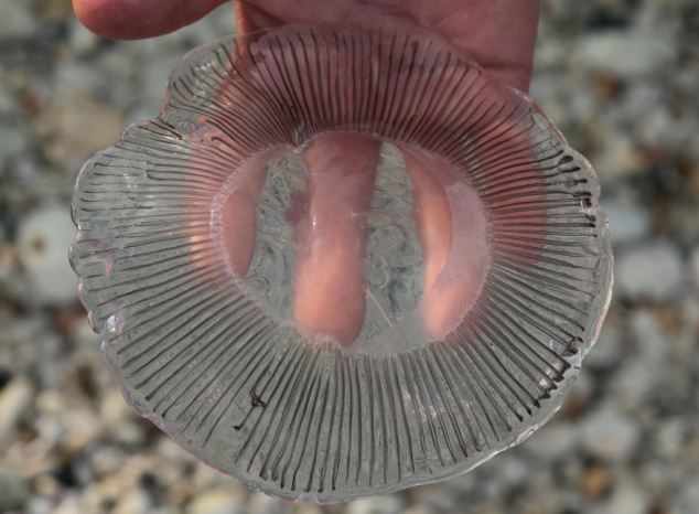 新西兰海滩出现成群新品种水母 形如隆胸所用“硅胶”