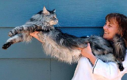 世界最长猫咪患肾癌去世 社交网上粉丝悼念