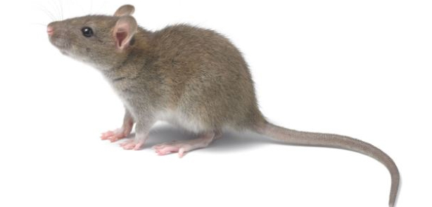 美培育“人脑老鼠” 或可启发神经疾病新疗法
