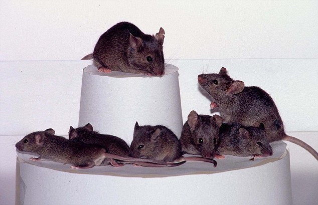 日本科学家连续“再克隆”26代598只实验鼠