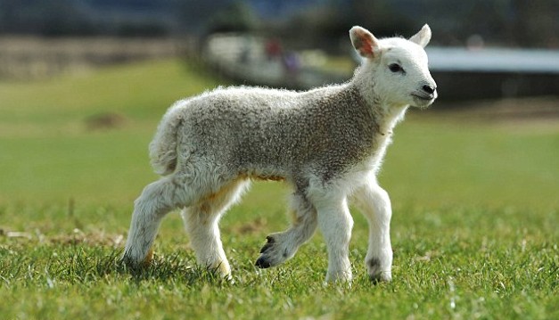 英国一农场诞生五腿羊羔 能蹦跳自如