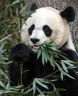 大熊猫粪便也是宝 法动物园拟回收用于供热供电
