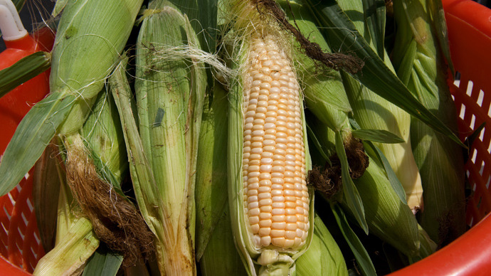 研究揭示转基因玉米含大量有毒化学物质