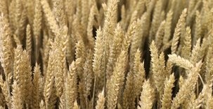 英科学家培育出超级小麦 无基因改造可增产30%