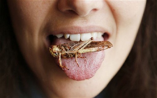联合国呼吁多吃昆虫解决饥饿难题 称千余种昆虫可食