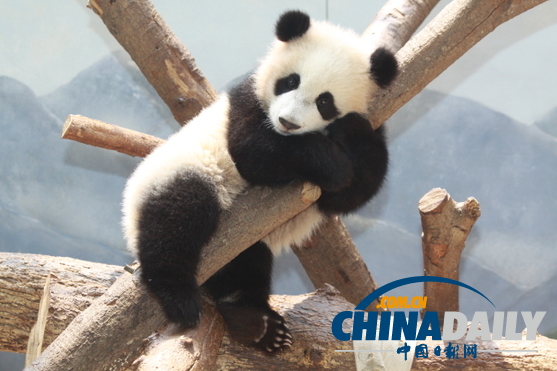 旅美大熊猫产下双胞胎 动物园“调包”抚养宝宝