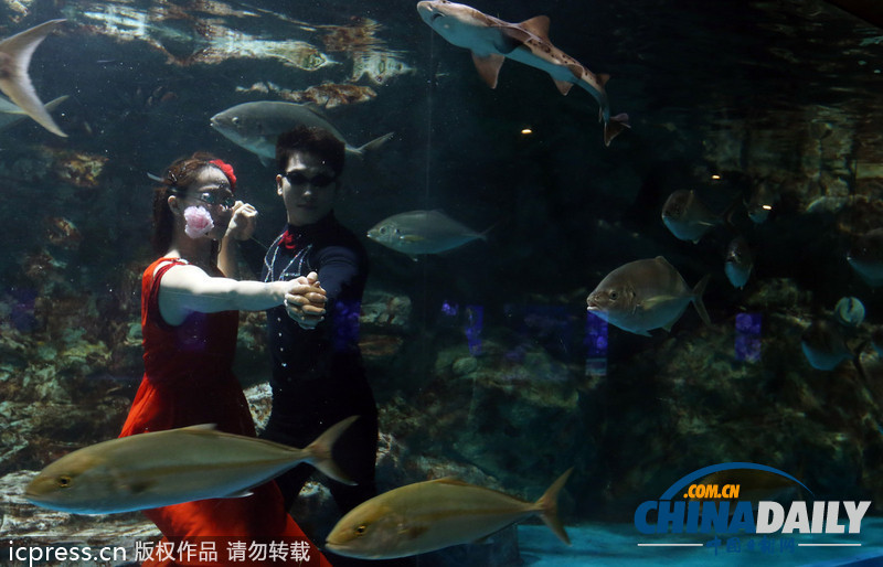 韩国首尔水族馆推出新节目 水中探戈舞姿优雅（组图）