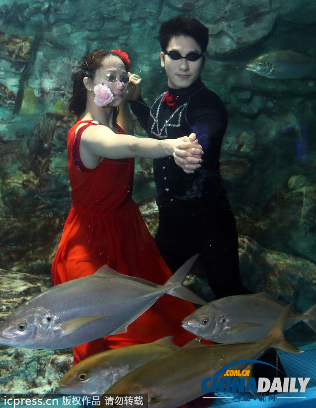 韩国首尔水族馆推出新节目 水中探戈舞姿优雅（组图）