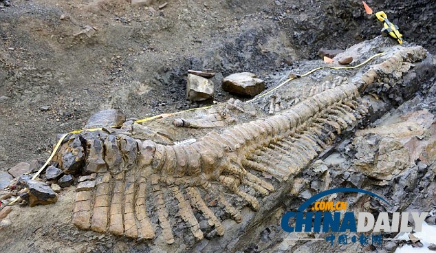 墨西哥沙漠发现罕见恐龙尾巴化石 距今7200万年