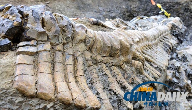 墨西哥沙漠发现罕见恐龙尾巴化石 距今7200万年