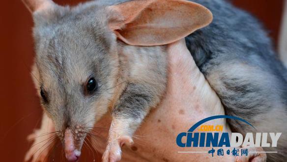 澳政府宣布赠送凯特宝宝澳洲特有动物兔耳袋狸玩具