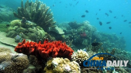 加勒比海大量珊瑚礁消失 气候变化和污染或为主因