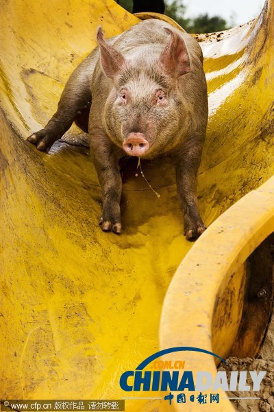 荷兰农民出新意 为猪儿搭建专用滑梯（组图）