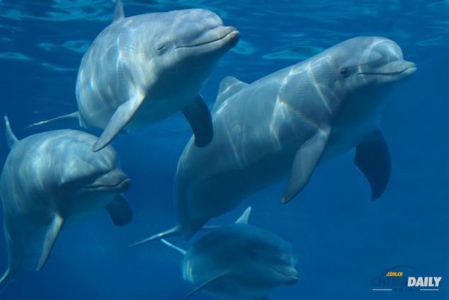 研究称海豚记忆力超群 能认出分离超过20年老友