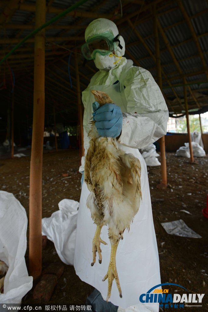 为防禽流感蔓延 尼泊尔捕杀禽类50万只（高清组图）