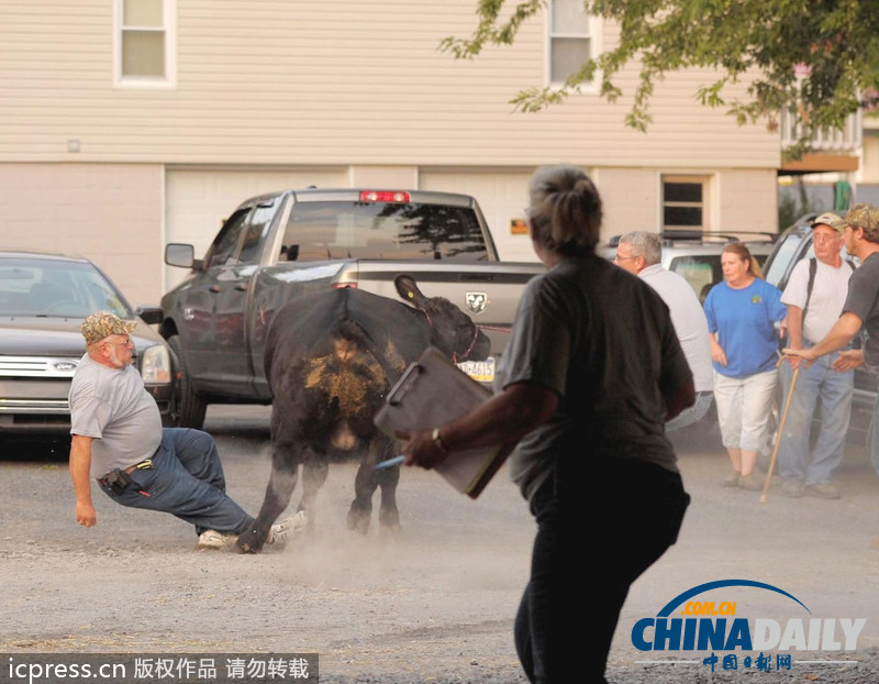 美国农场秀公牛脱缰逃跑撞倒一名男子