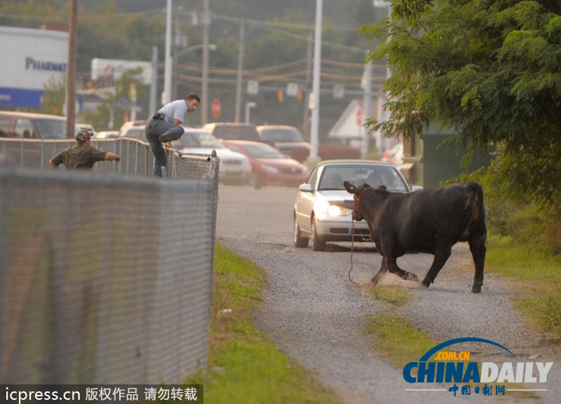 美国农场秀公牛脱缰逃跑撞倒一名男子