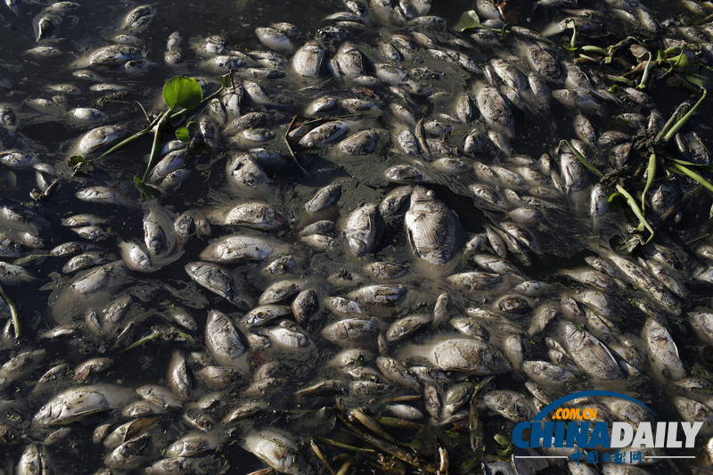 巴西奥林匹克公园附近发现10吨死鱼 疑水污染所致（组图）