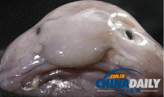 英国举办世界最丑动物票选活动 水滴鱼夺冠