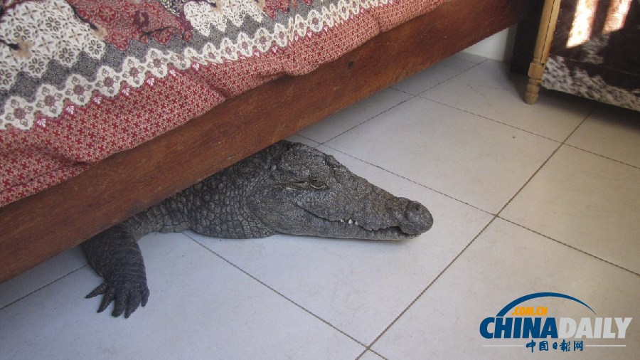 津巴布韦鳄鱼潜入民居 藏身床下一夜未被发现