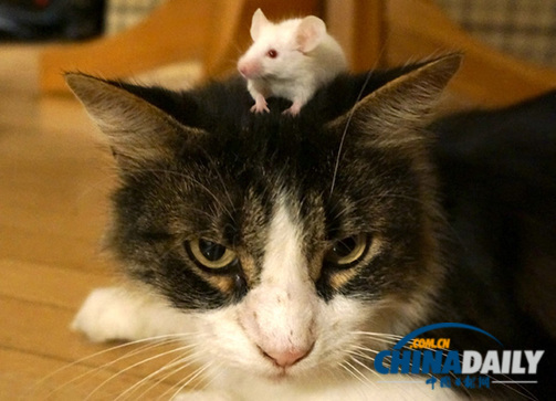 研究发现寄生虫能让老鼠不再怕猫