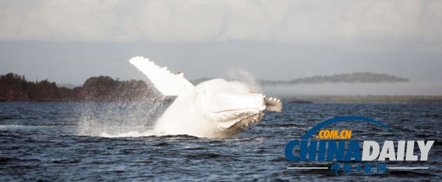 罕见白色座头鲸现身澳大利亚海滨（组图）