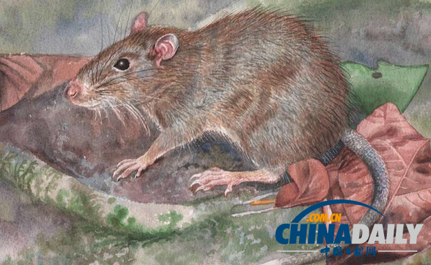 生物进化论发源地出现新品种老鼠