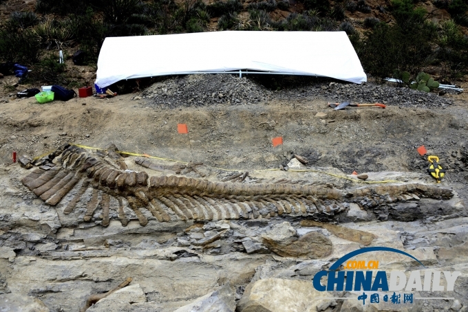 加拿大工人挖地下管道 意外发现稀有恐龙化石