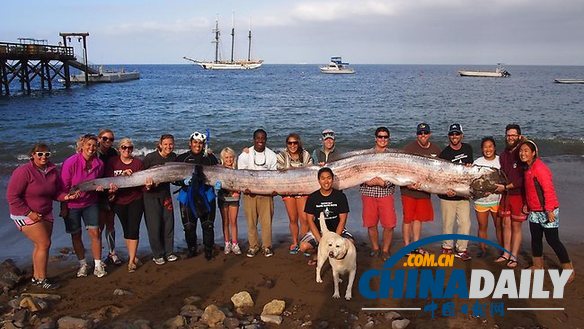 图：南加州海域突现5米长皇带鱼 16人合力拖上岸
