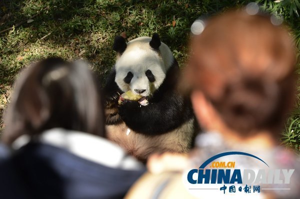 美国华盛顿一动物园重开 大熊猫“添添”可爱亮相（组图）