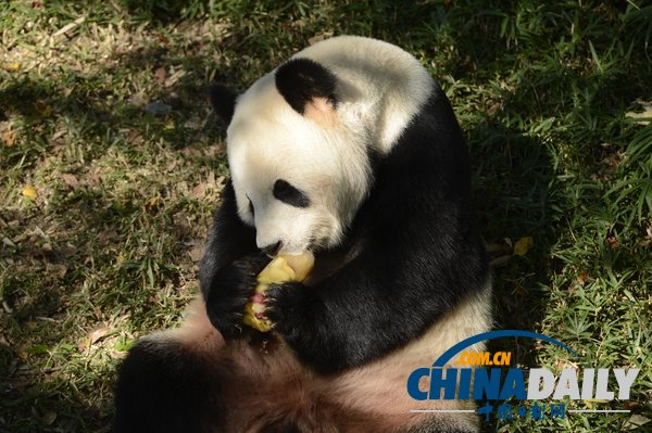 美国华盛顿一动物园重开 大熊猫“添添”可爱亮相（组图）
