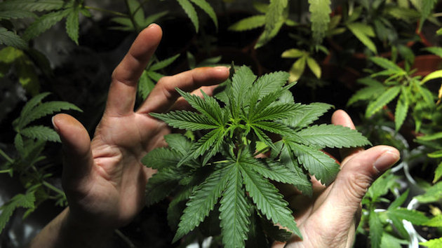 超过半数美国民众支持大麻合法化