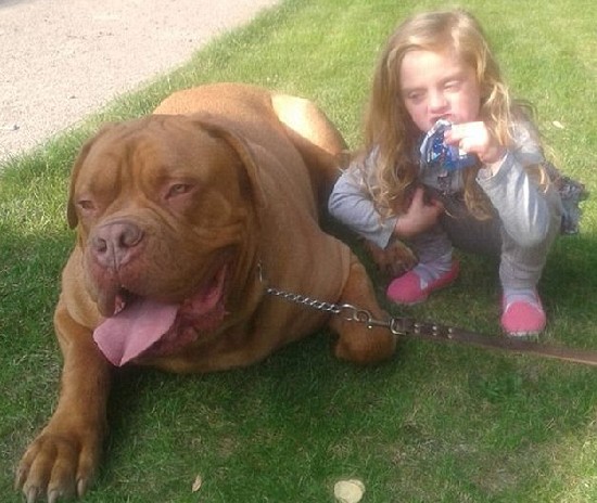 英国4岁女孩被自家宠物狗咬死