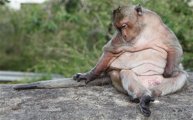 英国宠物猴胖墩与日俱增 不健康生活方式是主因