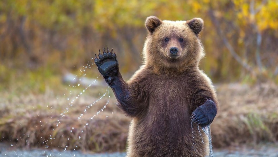 美国摄影师邂逅超有爱小熊 面对镜头“挥手”示好