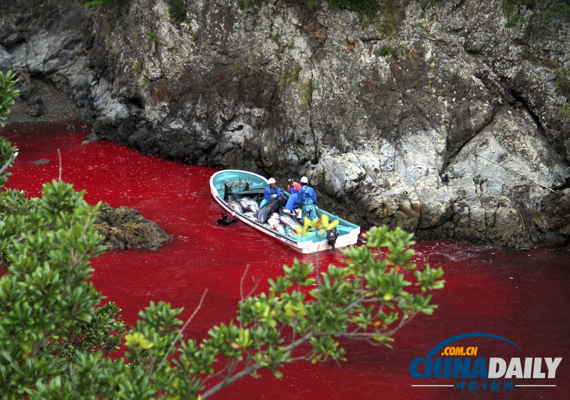 血淋淋的罪恶交易：日本太地町渔民猎杀海豚残忍无比