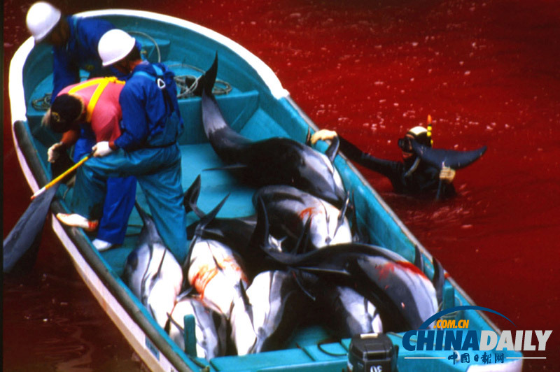 血淋淋的罪恶交易：日本太地町渔民猎杀海豚残忍无比