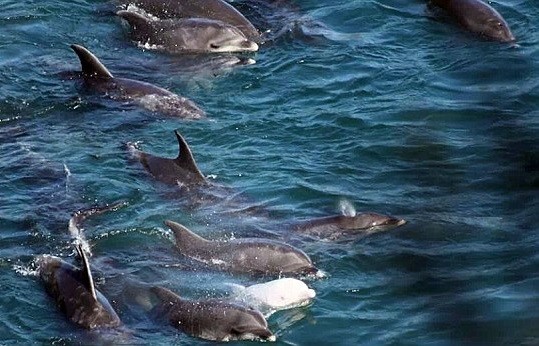 日本白化小海豚被残酷猎杀 母亲疑因与宝宝分离自杀