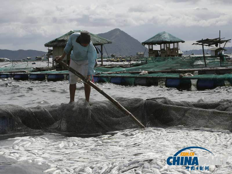 菲律宾塔塔尔湖出现大量死亡鱼群 或由火山喷发物导致