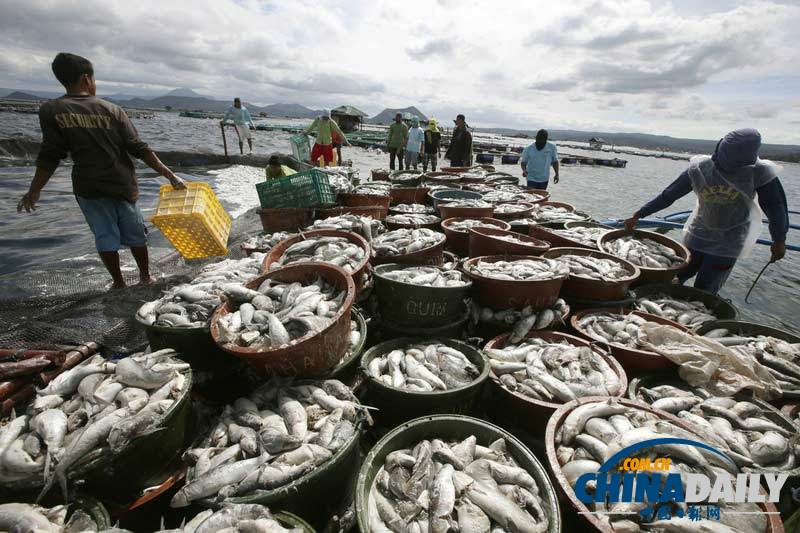 菲律宾塔塔尔湖出现大量死亡鱼群 或由火山喷发物导致