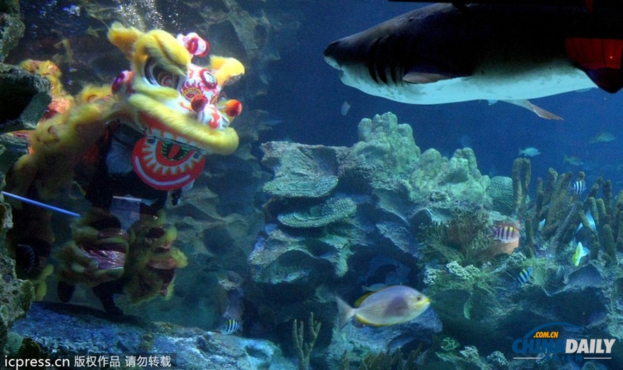 水下舞狮财神拜年 马来西亚一水族馆喜迎中国年
