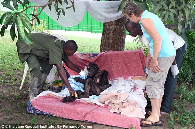 网上疯传黑猩猩回归野外前与救命恩人热情拥抱照片