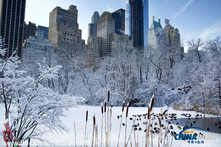 美国纽约被大雪覆盖 天空蔚蓝分外妖娆