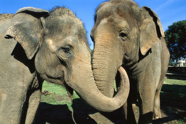 研究：亚洲象懂得安慰沮丧的同伴