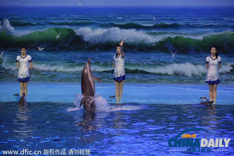 朝鲜民众观看海豚表演