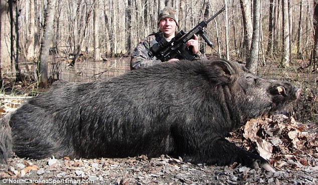 美国猎人捕获500磅超级大野猪 足够全家吃一年