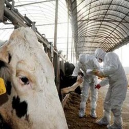 韩媒：联合国粮农组织派团考察朝鲜口蹄疫疫情