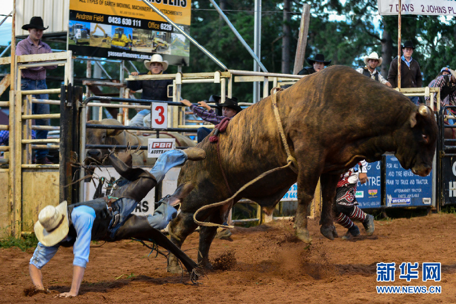 牛背上艰难的8秒——澳大利亚亚斯职业骑牛比赛【组图】