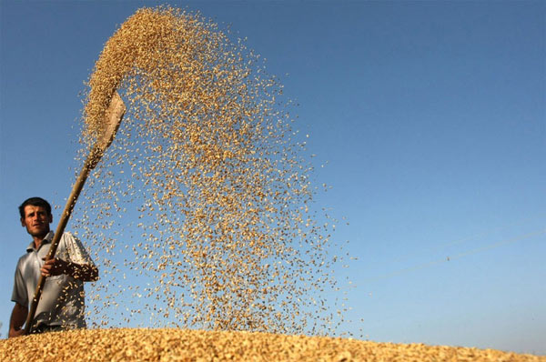 粮农组织：乌克兰局势动荡助推世界谷物价格上扬