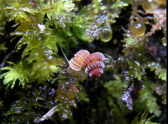 科学家发现濒危新品种蜗牛 似迷你珠宝炫酷迷人